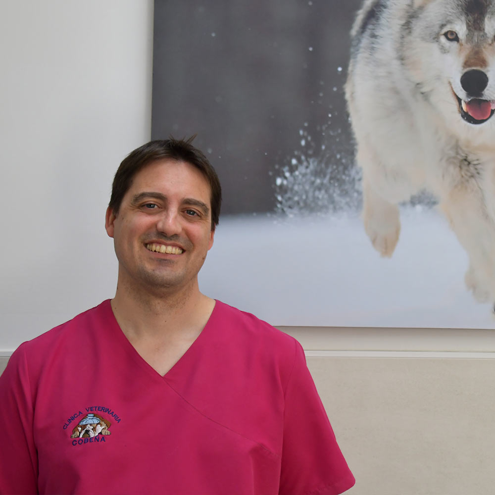 Alberto Ibars - Equipo de Clínica Veterinaria Cobeña