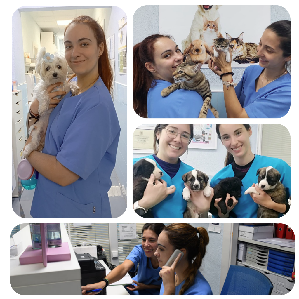 Clinica Veterinaria Cobeña Guadalajara