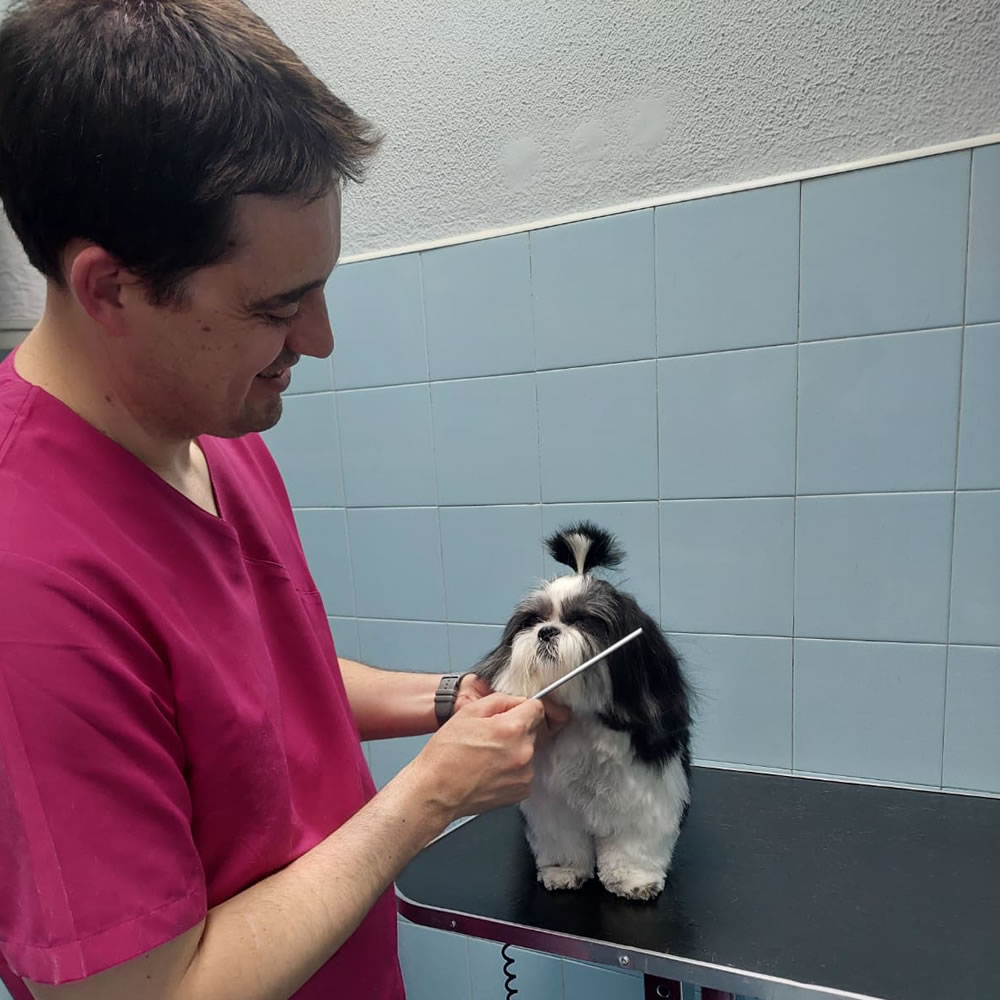 Alberto Ibars Veterinario Guadalajara